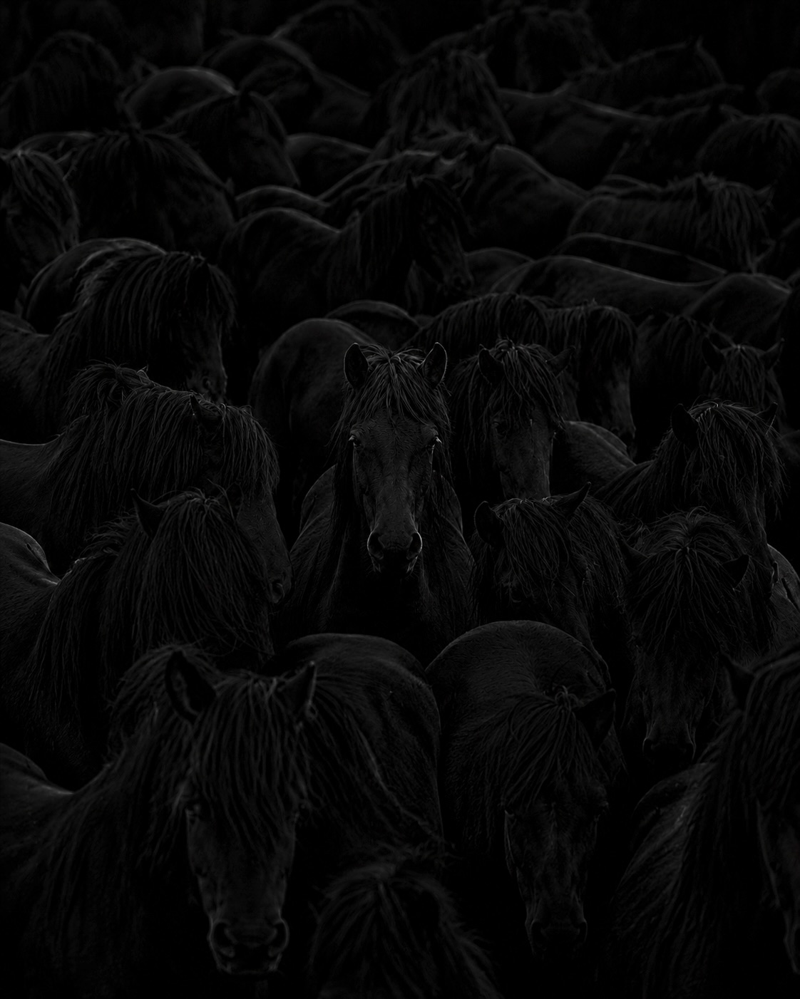 Horses