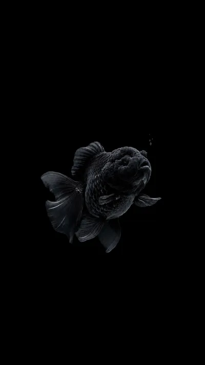 Goldfish