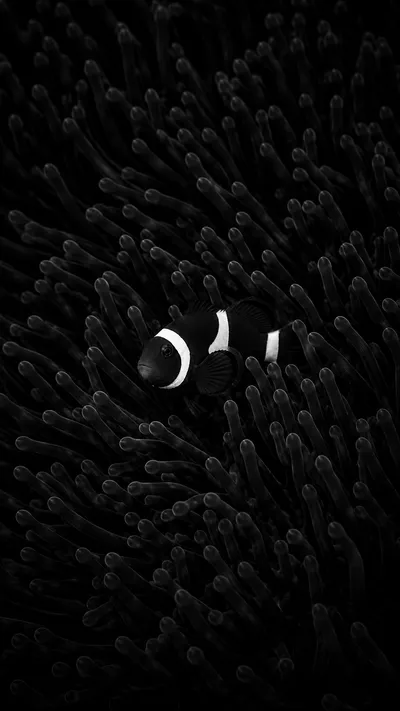 Clownfish