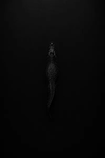 Crocodile
