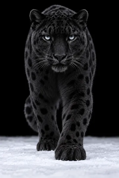Leopard in Snow